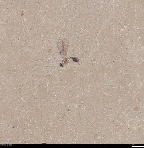 undet. Hymenoptera