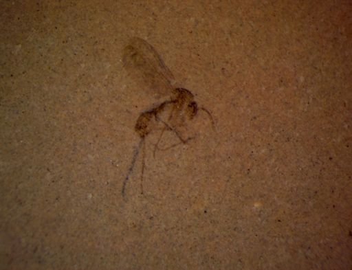 undet. Hymenoptera