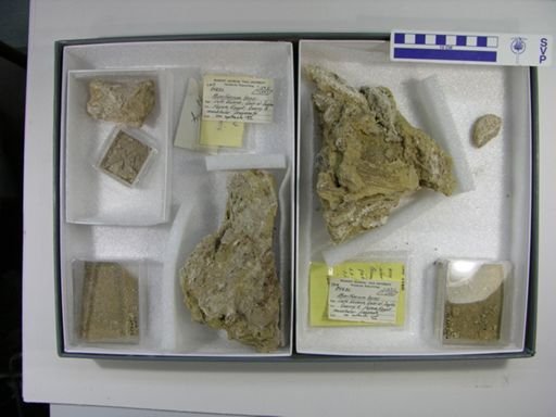 Moeritherium lyonsi