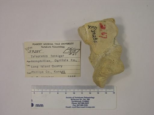Teleoceras fossiger