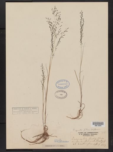 Eragrostis pilosa