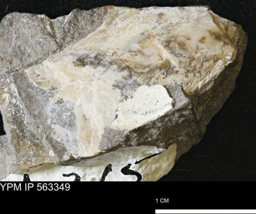 undet. Bivalvia