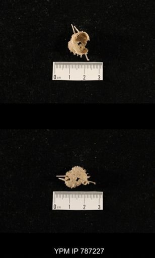 undet. Brachiopoda