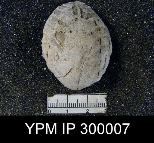 Oldhamina decepiens