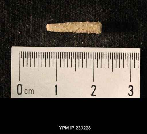 Archaeocidaris sp.