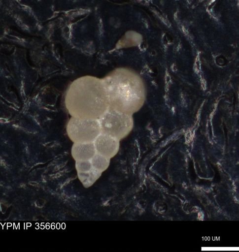 undet. Foraminiferida