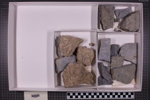 mixed taxa, stratigraphic collection