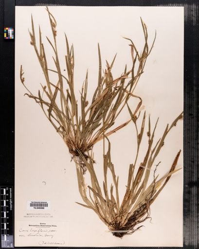 Carex laxiflora