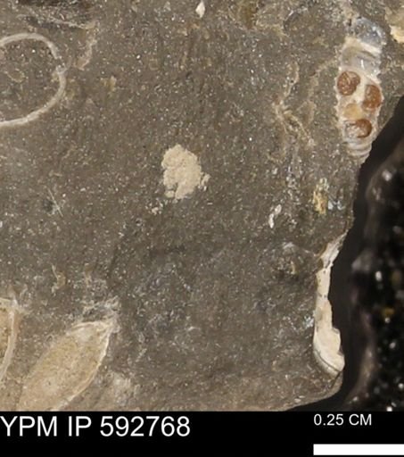 undet. Mollusca