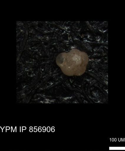 undet. Foraminiferida