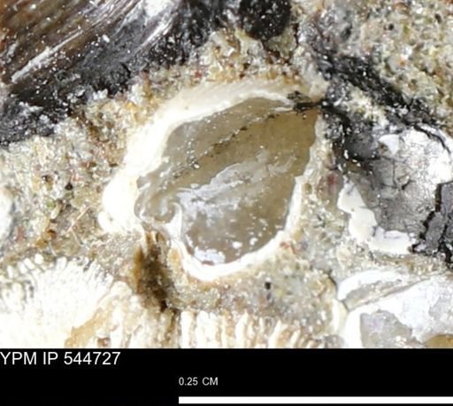 Corbulamella gregaria