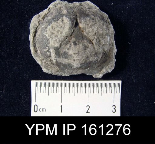 Dinobolus laurentia