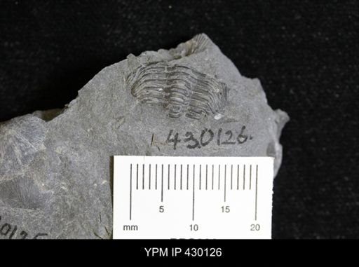 Eldredgeops rana