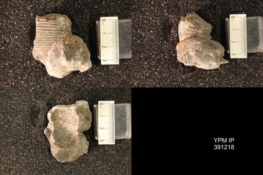 Scaphitidae