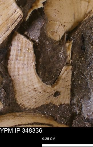 Parallelodon (Cosmetodon)?