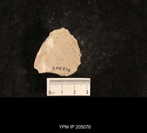 Chelopterum peregrinum