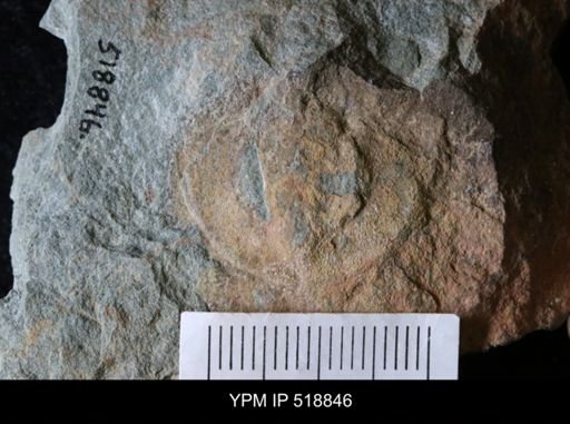 Resserops sp.