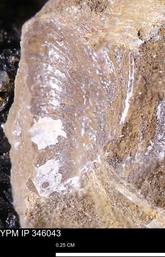 undet. Bivalvia