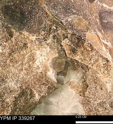 undet. Mollusca