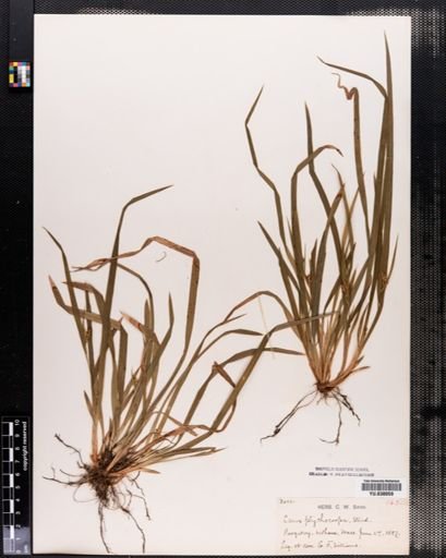 Carex abscondita