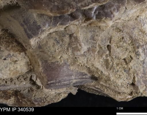 Ostrea glabra