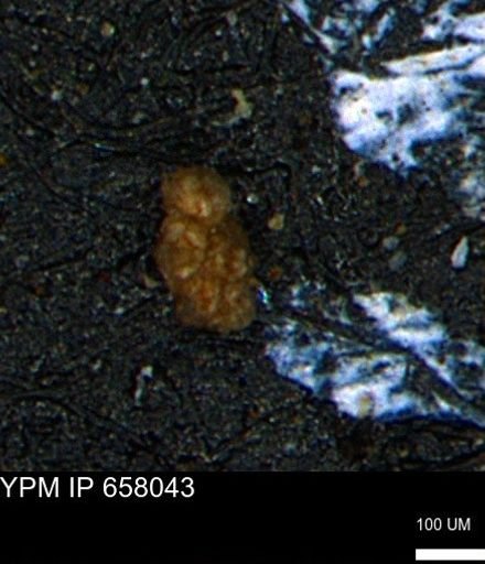 Verneuilinoides hectori