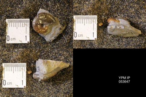 Discoscaphites rossi