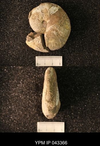 Hoploscaphites nicolletii