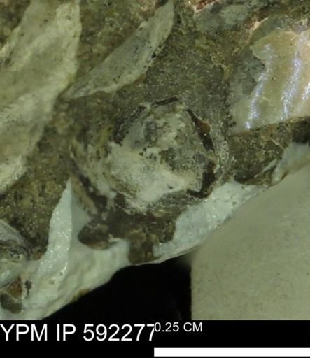 Mollusca?