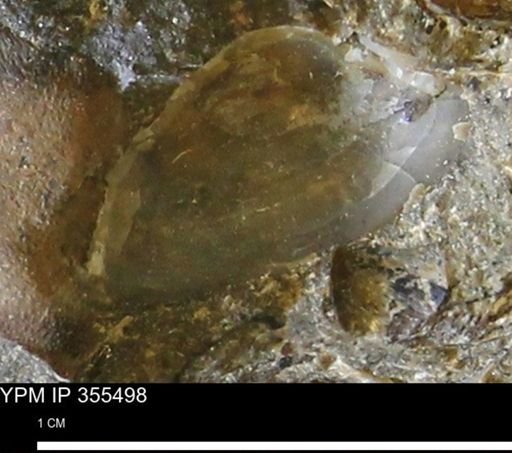 undet. Bivalvia