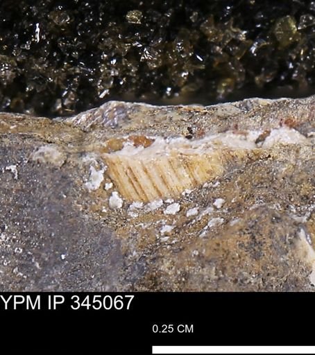Limopsis striatopunctatus