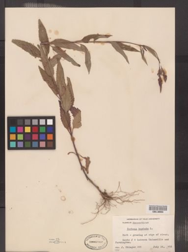 Verbena hastata
