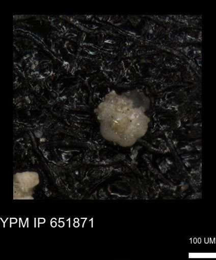 undet. Foraminiferida