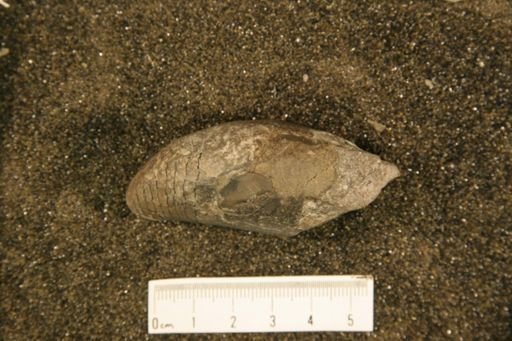 Cyrtorizoceras ellisense