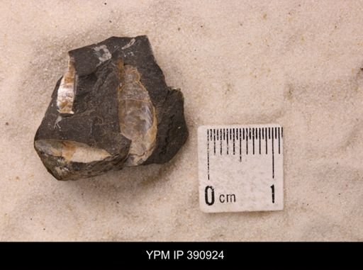 Baculites sp.