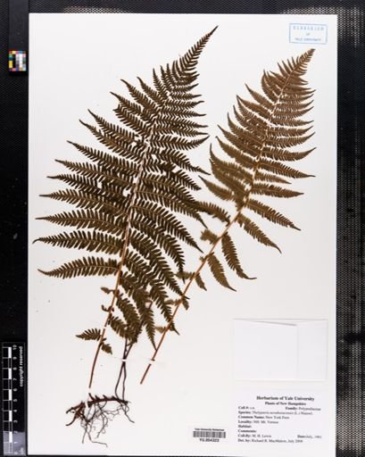 Thelypteris noveboracensis