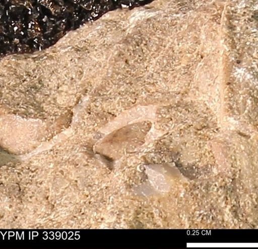undet. Mollusca