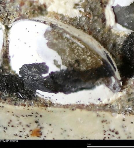 Corbulamella gregaria