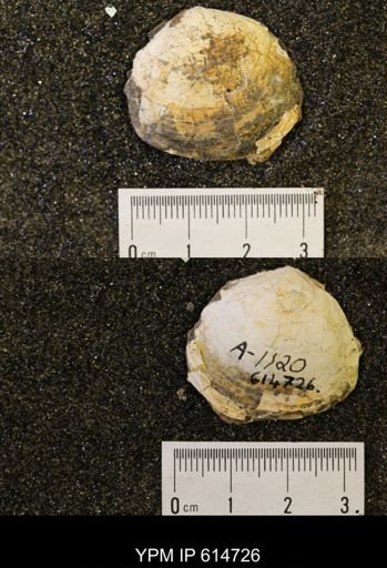 Parallelodon (Cosmetodon) sulcatinus