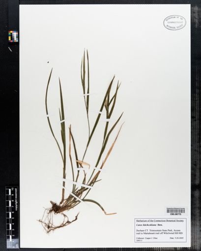 Carex hitchcockiana