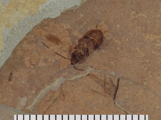 Blattodea