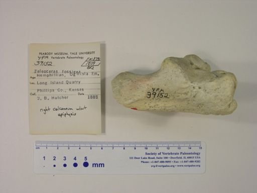 Teleoceras fossiger
