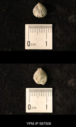 Camarotoechia whitei