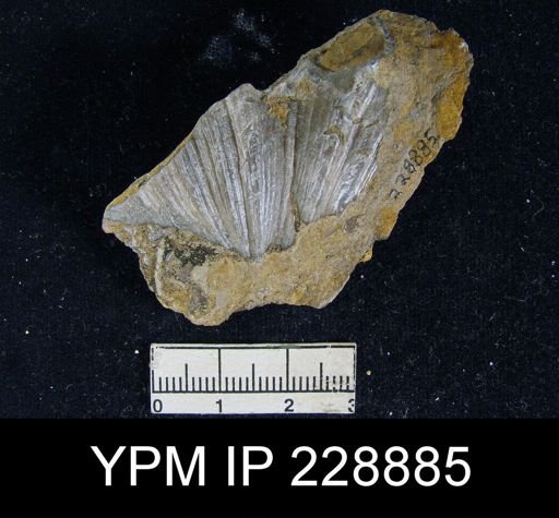Neospirifer latus