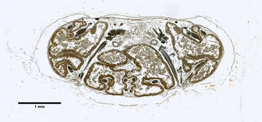 Trombidium tinetorium