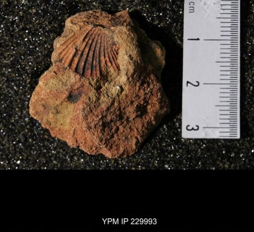 Neospirifer sp.
