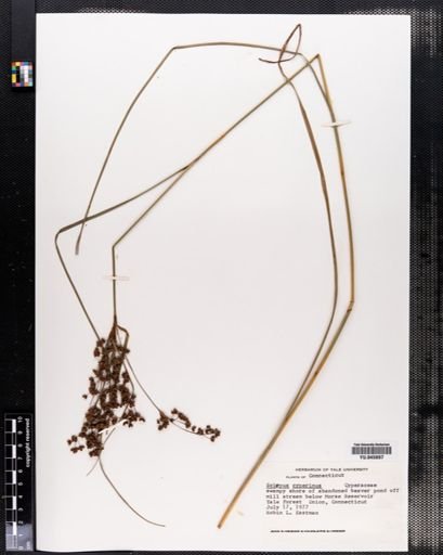 Scirpus cyperinus