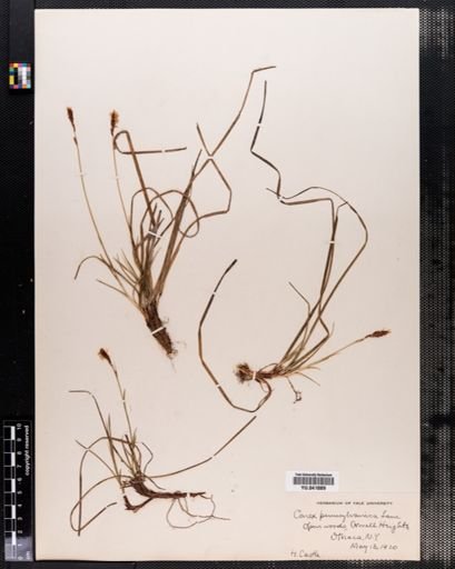 Carex pensylvanica