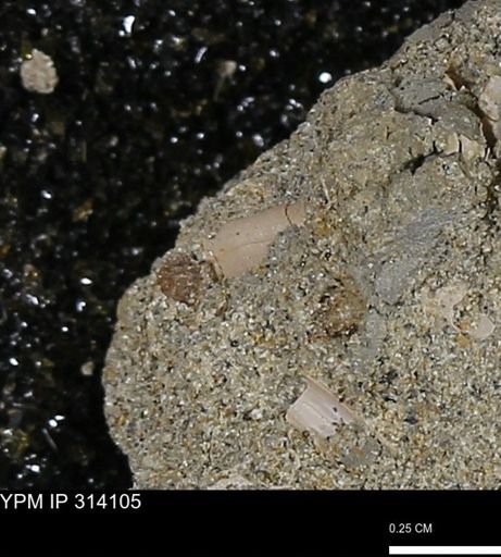 undet. Scaphopoda