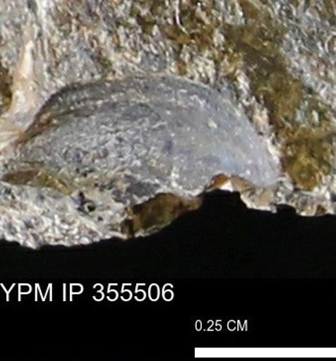 undet. Bivalvia
